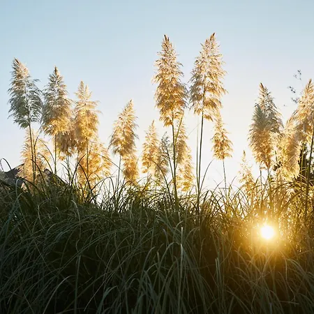 ホテル El Mirlo Blanco カンデレダ