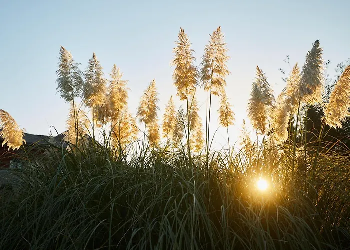 호텔 El Mirlo Blanco 칸델레다